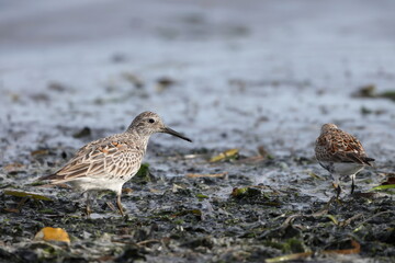 Great Knot (Calidris tenuirostris) in Japan