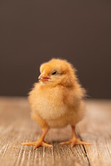 Single Baby Chicken on a Wooden Floor