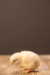 Yellow and orange Baby chicks on a wooden floor