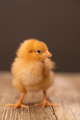 Yellow and orange chick on a wooden floor with a grey background.