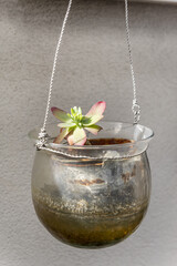 A small hanging glass pot