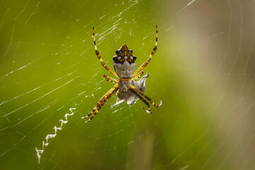 Close-up of a silver argiope (Argiope argentata) on its web with a prey, an Astylus atromaculatus.
