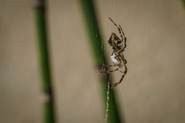 Close-up of a silver argiope (Argiope argentata) on its web with a prey, an Astylus atromaculatus.