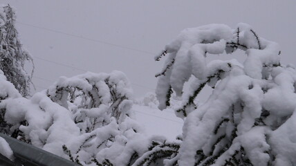 Foto de plantas, &aacute;rvores e cactos cobertos de neve no caminho do Parque Farellones, no Chile, mostrando a beleza contrastante da vegeta&ccedil;&atilde;o e a paisagem nevada nas montanhas