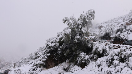 Plantas cobertas de neve nas Cordilheiras dos Andes, mostrando como a vegetação se adapta ao rigor do inverno nas altas altitudes © RNL Fotografia