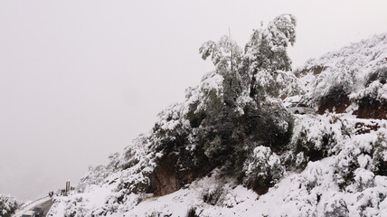 Plantas cobertas de neve nas Cordilheiras dos Andes, mostrando como a vegetação se adapta ao...