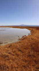 Fototapeta na wymiar Lagoa no meio do deserto do Atacama no Chile com a fauna e flora local. 