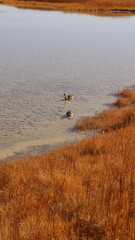 Paisagem do deserto do Atacama, Chile, com dunas de areia e montanhas ao fundo, céu limpo e azul, característico do deserto
