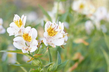 Closeup detail of white Alstroemeria