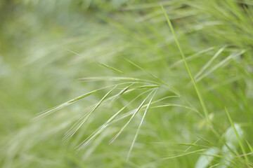 Closeup detail of green grass