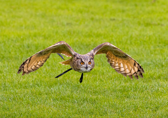 Great horn owl flying over the field in Bedford UK
