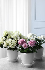 Beautiful chrysanthemum and azalea flowers in pots on light grey table indoors