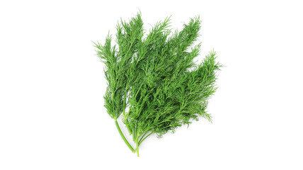 ディル　ハーブ