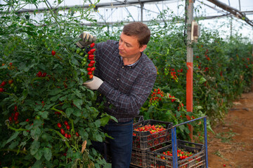 Fototapeta na wymiar Happy farm owner picks ripe red tomatoes in a greenhouse