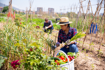 Mexican woman horticulturist picking harvest of garlic in garden