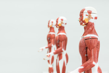 Anatomy model in anatomy classroom at medical school.Science laboratory, with focus on human body anatomy model.Medical education concept.