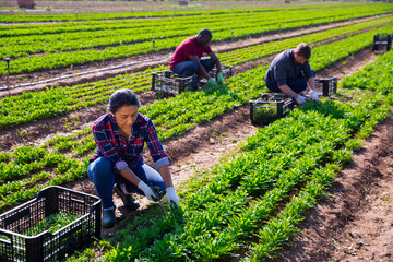 Latino woman cuts fresh green arugula and puts in a crate