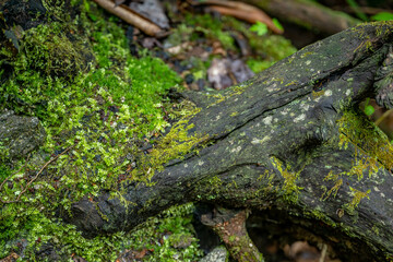 nature