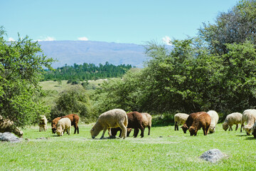 Obraz premium Sheeps of different colors grazing on mountain pasture in lovely scenery. Free Animals.