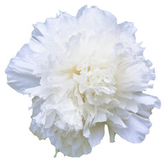 A blooming peony flower with white petals in color. Isolated. Blooming Beauty: Capturing the Vibrant Colors of Peony Season. Sun-Link-Sea