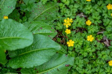 nature