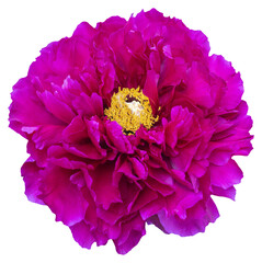 A blooming peony flower with pink and magenta petal color. Isolated. Blooming Beauty: Capturing the...