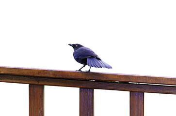 A Taiwan Whistling-Thrush perched on a wooden stand. Isolated. Myophonus insularis, Large songbird, blackish-blue with metallic sheen.