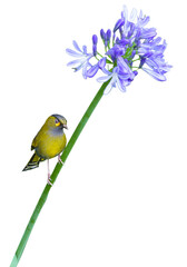 A Liocichla steerii bird rests on the stem of a purple flower. Steere's Liocichla is a small songbird. Isolated.