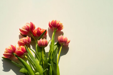 Bouquet of red tulips on light background. Mother's day, Valentine's Day, and Birthday celebration concept. Greeting card. Copy space for text, top view