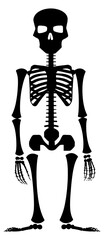 human skeleton vector illustration