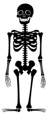 human skeleton vector illustration