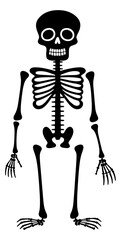 human skeleton vector illustration