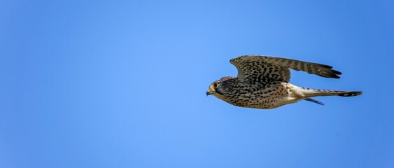青空バックに颯爽と飛ぶチョウゲンボウ メス