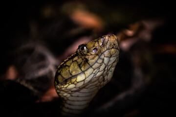 Bushmaster snake