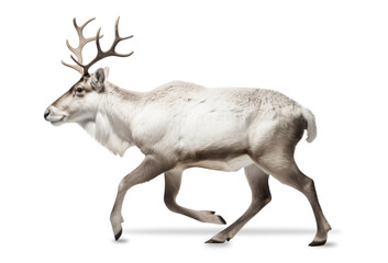 running / galloping Scandinavian reindeer isolated over a transparent background, cut-out Christmas holiday, winter, wildlife, or Scandinavia adventure design element, generative AI - 602811753