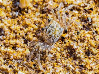 small crab on beach