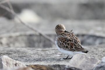 Red-necked Stint (Calidris ruficollis) summer feather in Japan