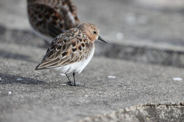 Red-necked Stint (Calidris ruficollis) summer feather in Japan
