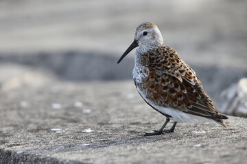 Obraz premium Dunlin summer feather (Calidris alpina ) in Japan