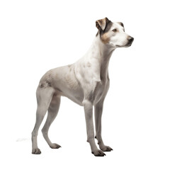 Obraz premium Dog Isolated background 