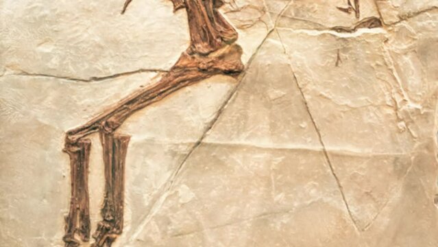 The fossil of archaeopteryx