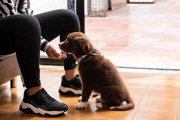 A Journey of Love. Nurturing Our New Four-Legged Family Member. This image symbolizes the unique experience of pet ownership and promotes emotional well-being