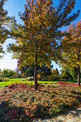 Even the bushes below the trees turn to beautiful colors, , Niagara Falls, ON, Canada