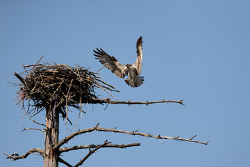An osprey (pandion haliaetus) bringing a fish to it's nest on top of a tree