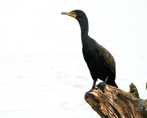 Double-crested Cormorant