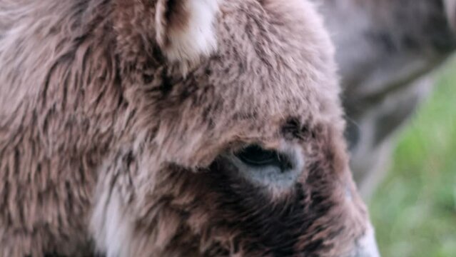 Baby Donkeys are Being fed in the Countryside. Slow-mo shot for nature bonding