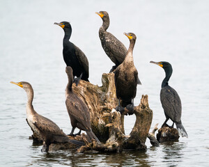 A flock of cormorants
