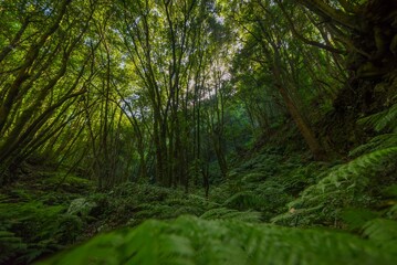 Selva tropical tupida de plantas y arboles.