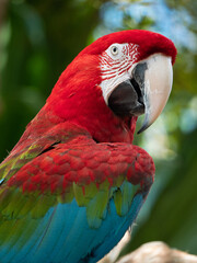red and blue macaw