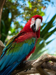 red and blue macaw